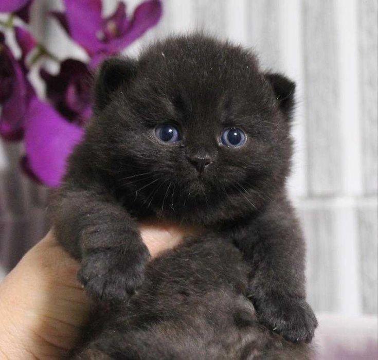 Британський Чорний хлопчик Рамін