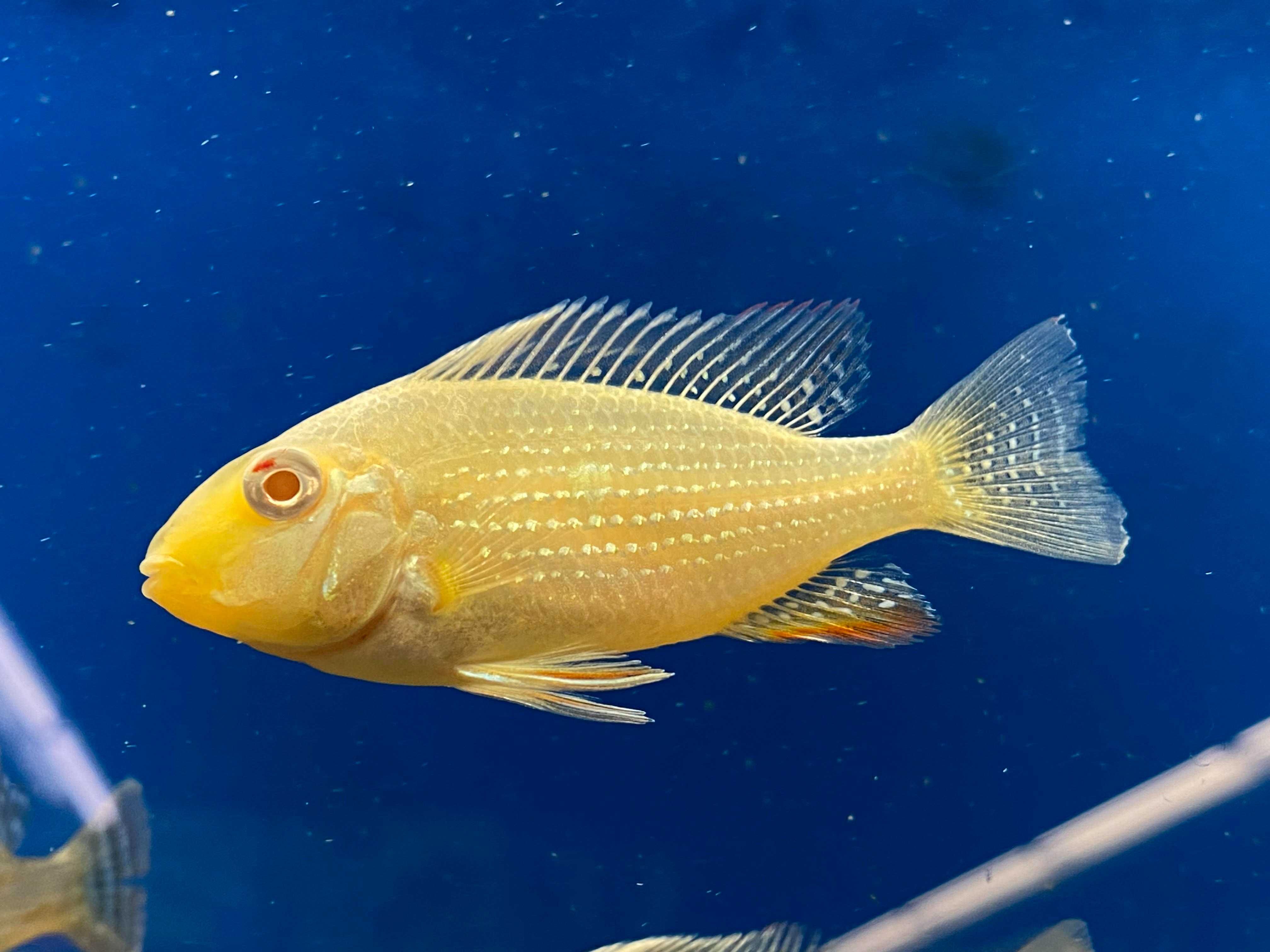 Ziemiojad Heckla albino Acarichthys heckelii albino
