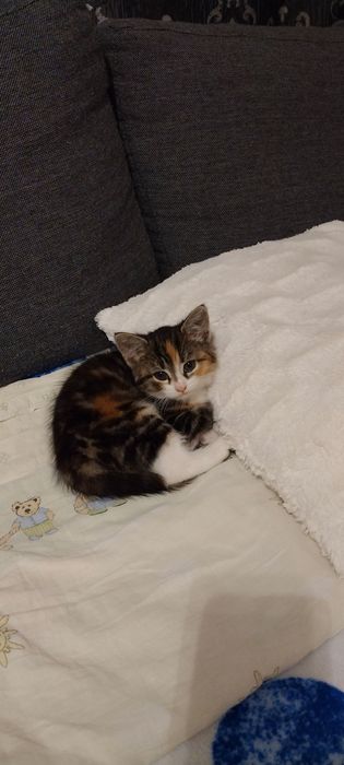 Mały puchaty kotek do oddania