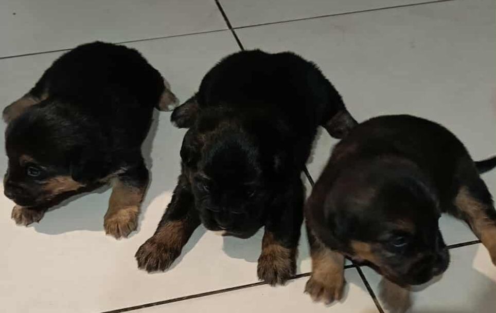 Oddam pieski za 3tyg