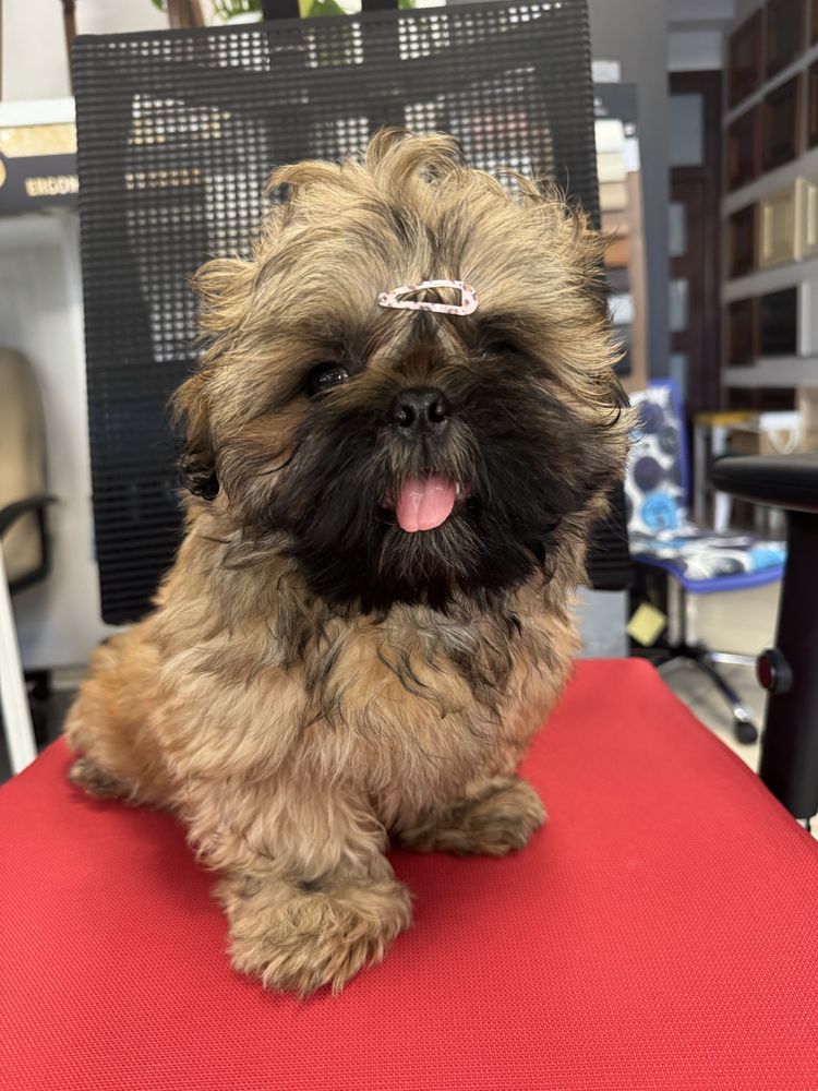 Shih Tzu Zkwp FCI Piesek TEOS brązowo czarny