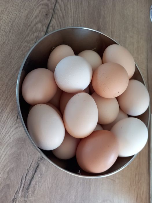 Jajka wiejskie typowo pod dzieci. Bez pasz, antybiotyków, polepszaczy