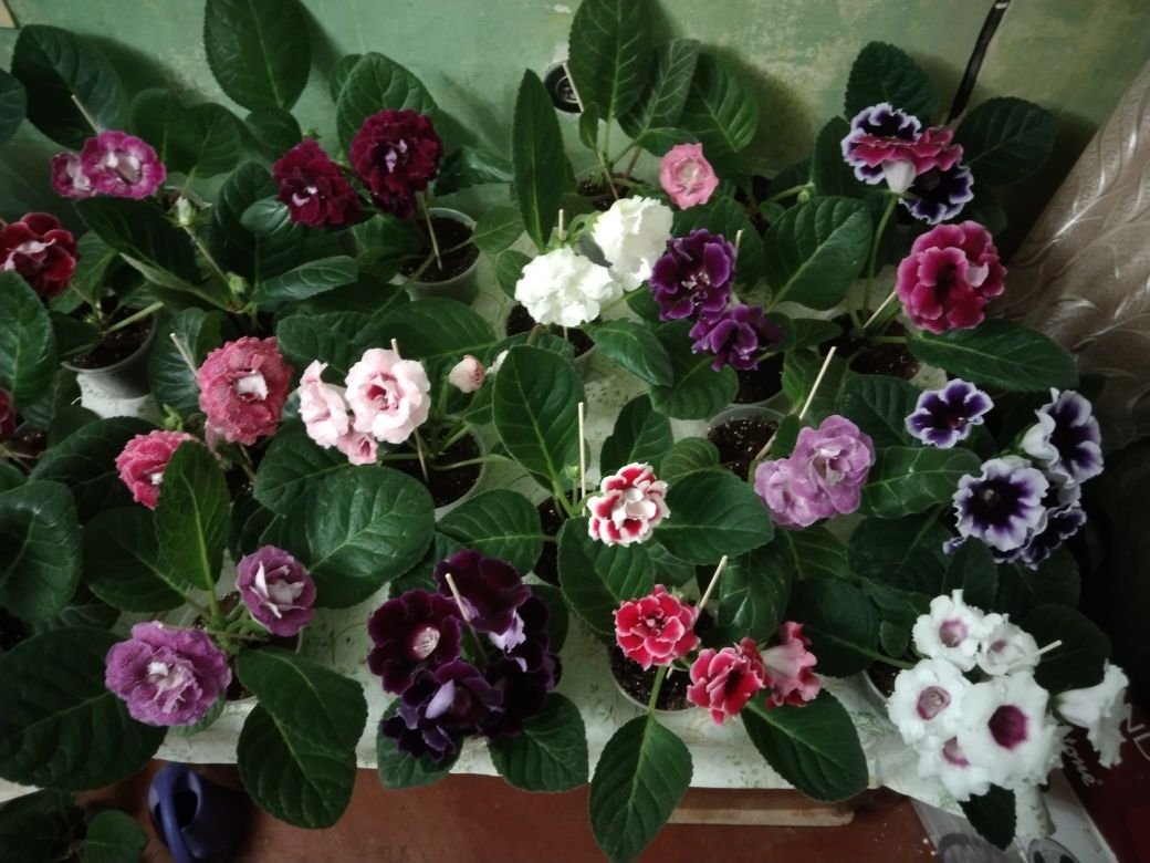 Кімнатні Квіти Глоксинії