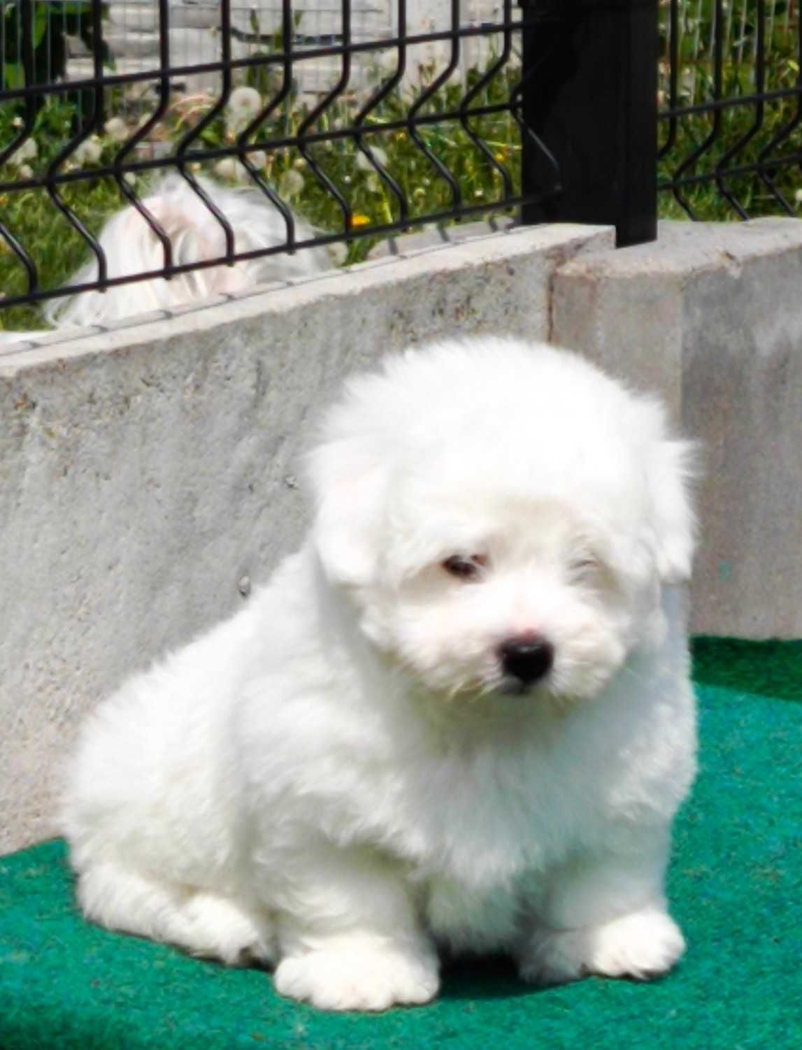 Coton de Tulear - pies