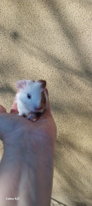 Продаються морські свинки