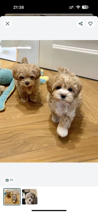 Мальтипу.,  Пудель.,