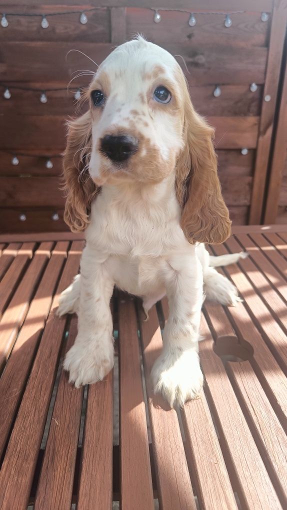 Cocker spaniel angielski