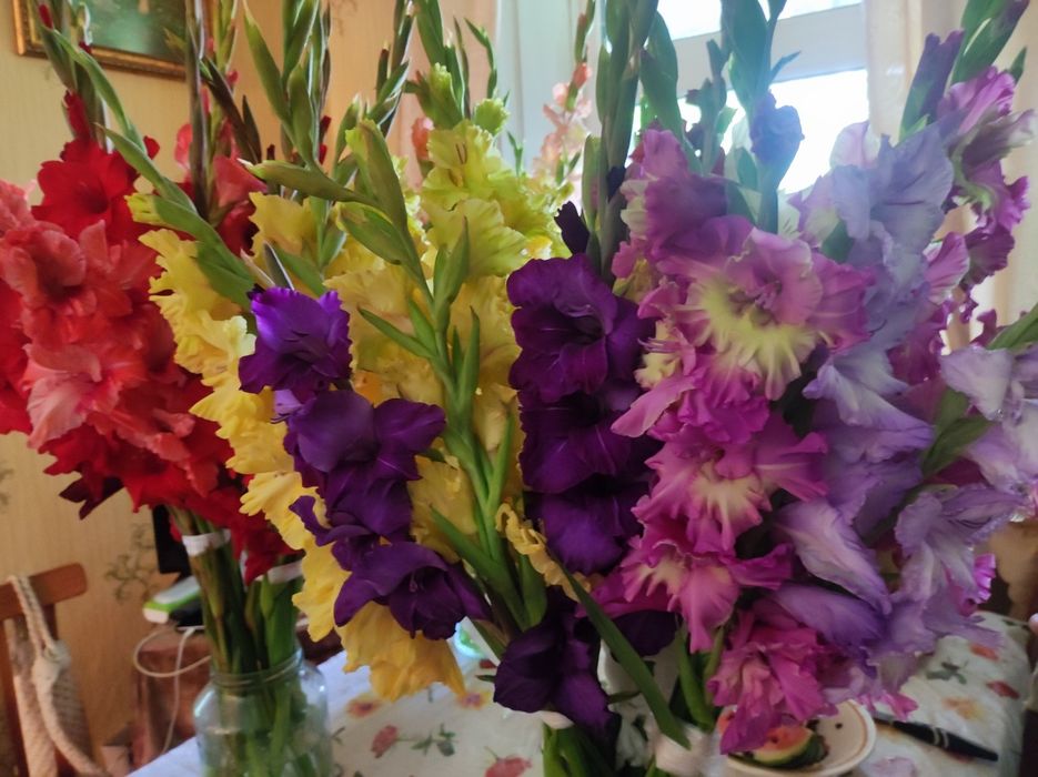 Гладиолуси сортові,зрізочні