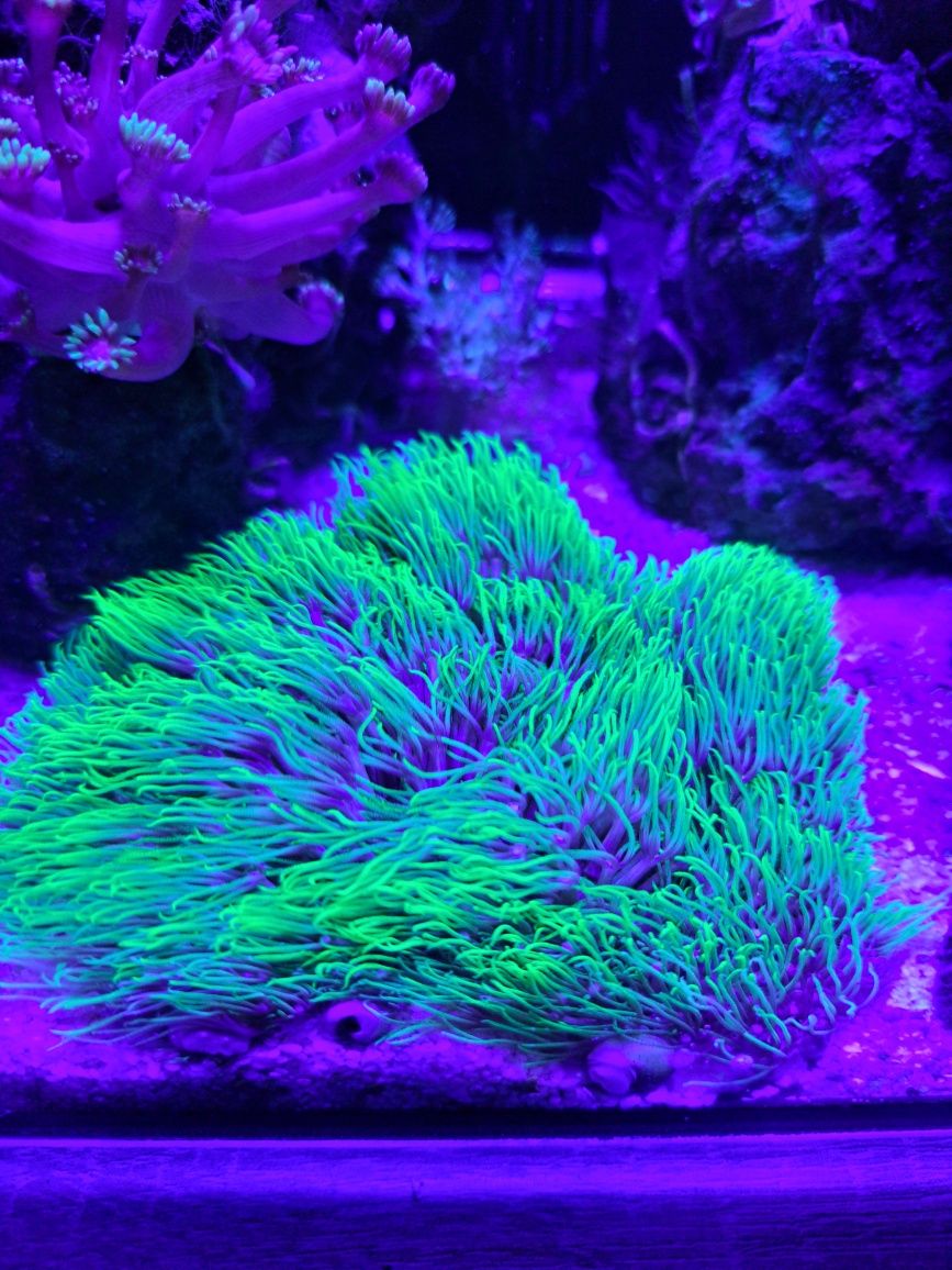 Akwarium morskie Briareum Ultra Fluo