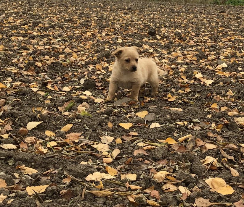 Цуценятка в добрі руки