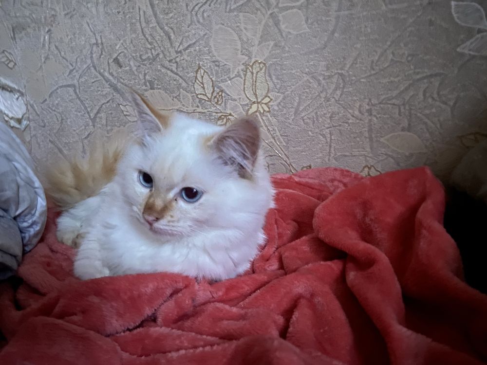 Срочно отдам котят( смесь сиамской кошки и обычного кота)
