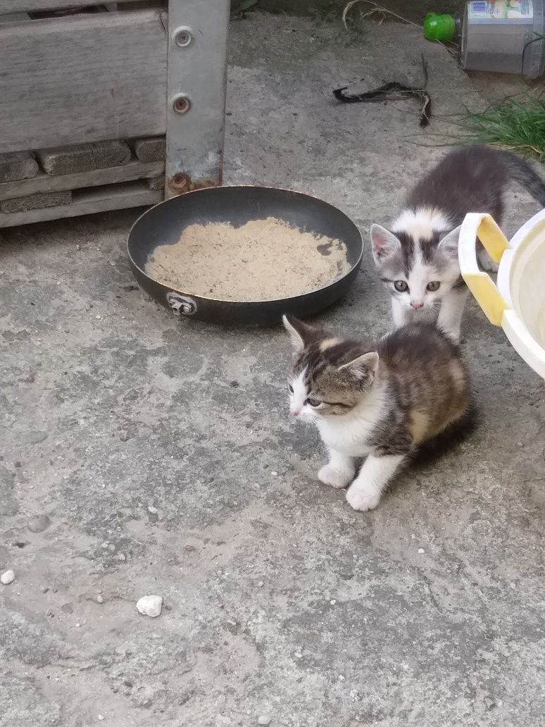 Oddam kotki tylko w dobre ręce