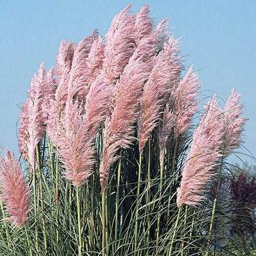 WYSYŁKA! Trawa pampasowa biel i róż