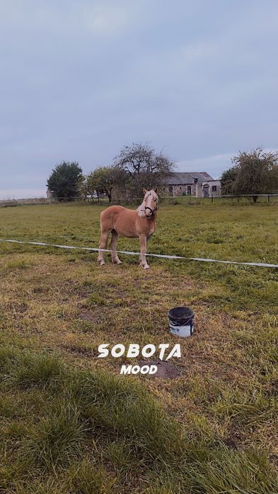 Roczna klacz zimnokrwista