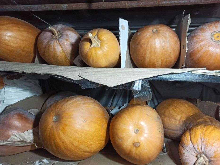 Гарбуз,тиква,кабак домашня, Продам кабак, тыква гитара,насіння,
