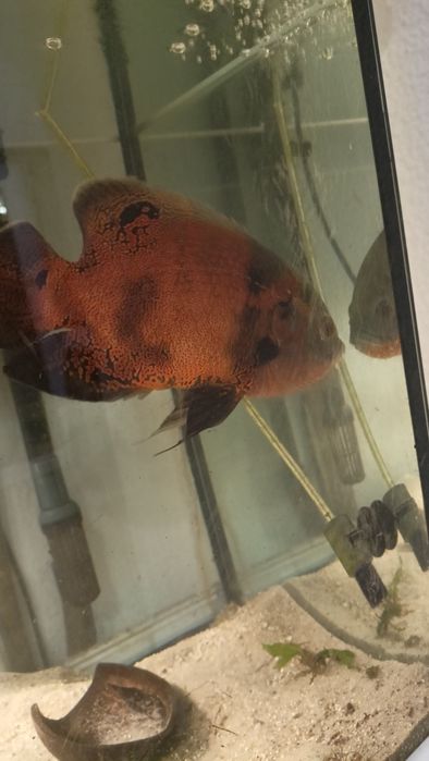 Troca Arowana Silver, Oscar e Platydoras armatulus