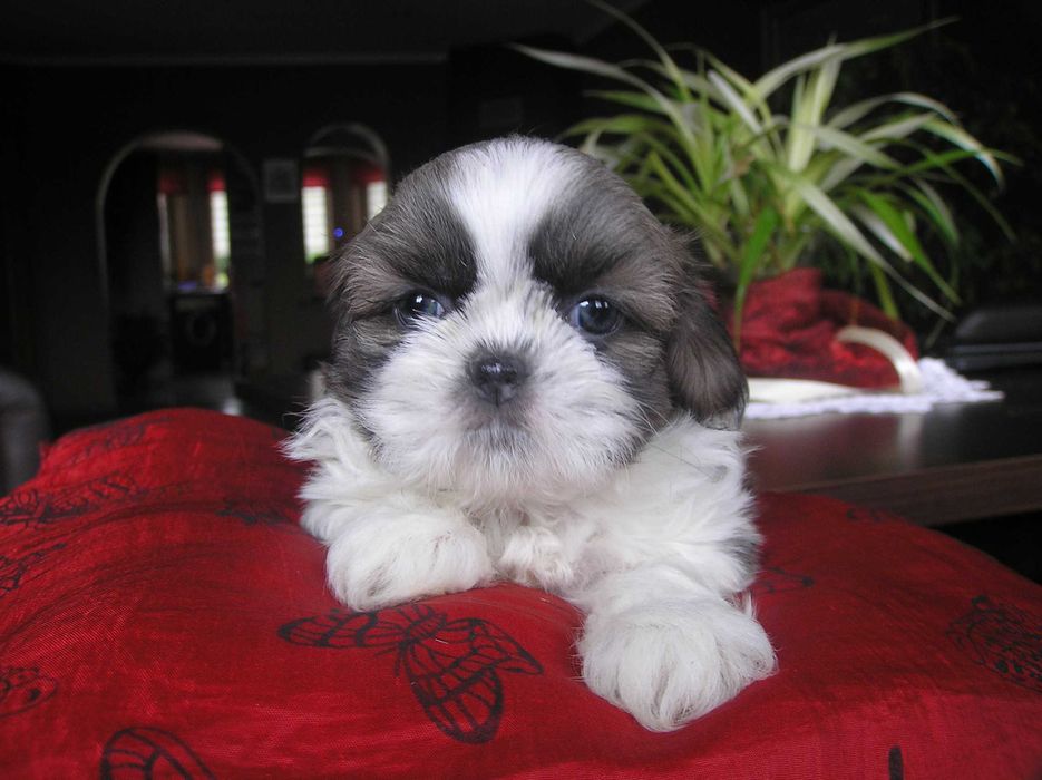 szczeniaczek SHIH TZU miniaturka umowa PASZPORT rodowód