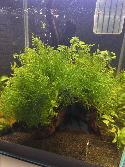 Rośliny akwariowe mech tajwan do akwarium taiwan moss