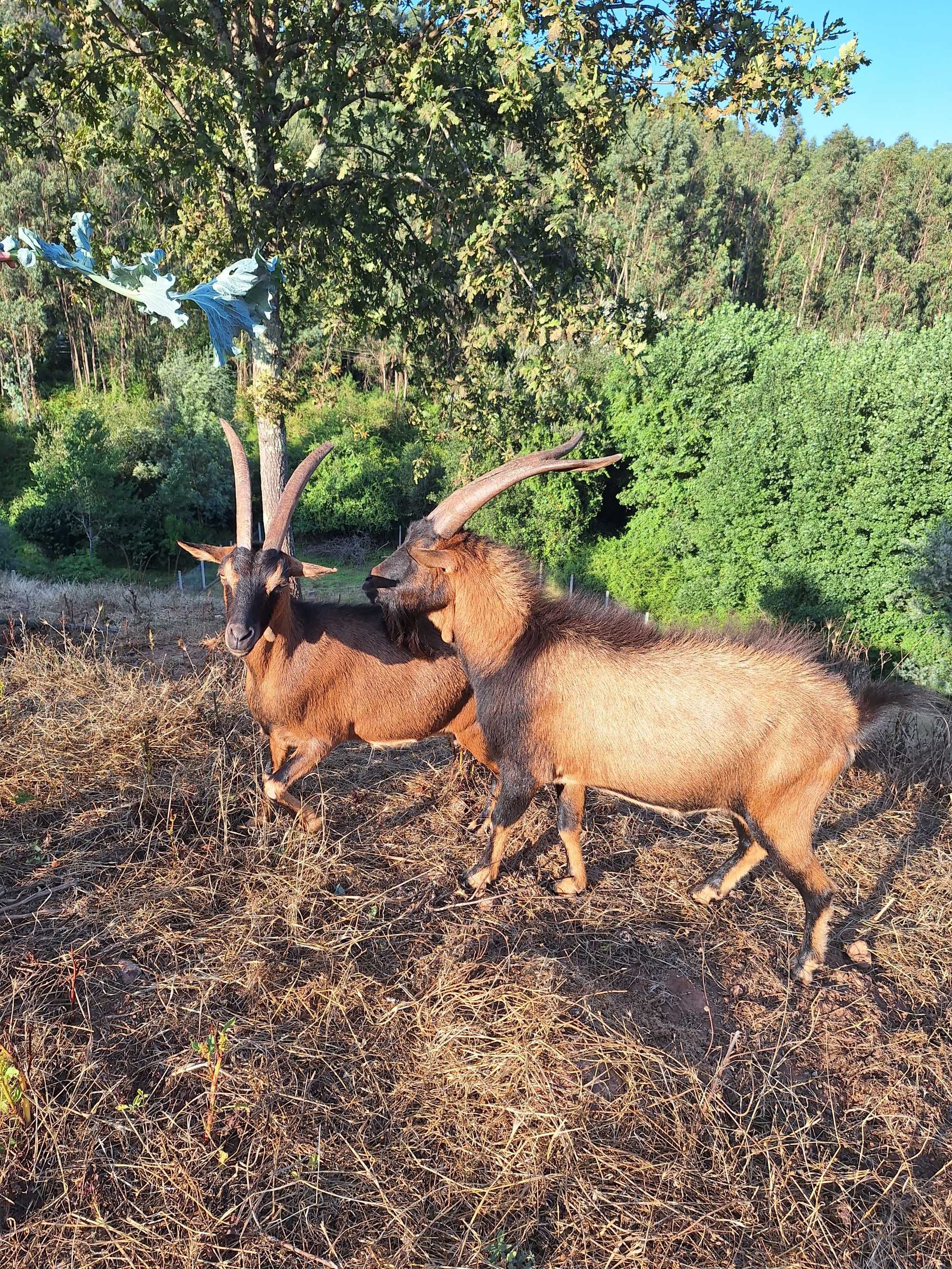cabras alpinas muito meiguinhas