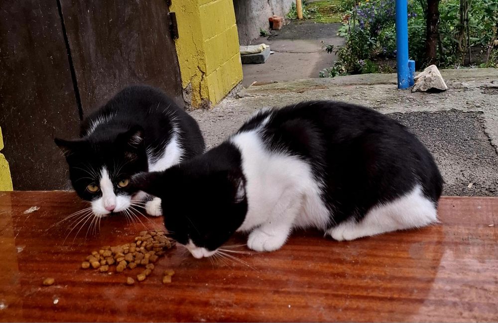 Кошенята / хлопчик 2 /