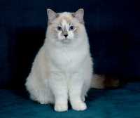 GRAPHITE kocurek Ragdoll blue bicolor tabby po CHAMPIONIE