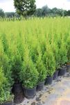 Tuja Szmaragd 50-80cm w doniczkach 1,5-2l , PROMOCJA!!!