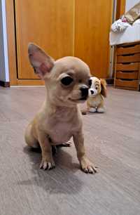 Chihuahua macho, linhagem russa, de pelo curto, com LOP, miniatura