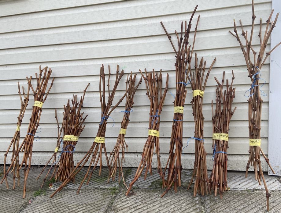 Черенки, Чубуки винограду