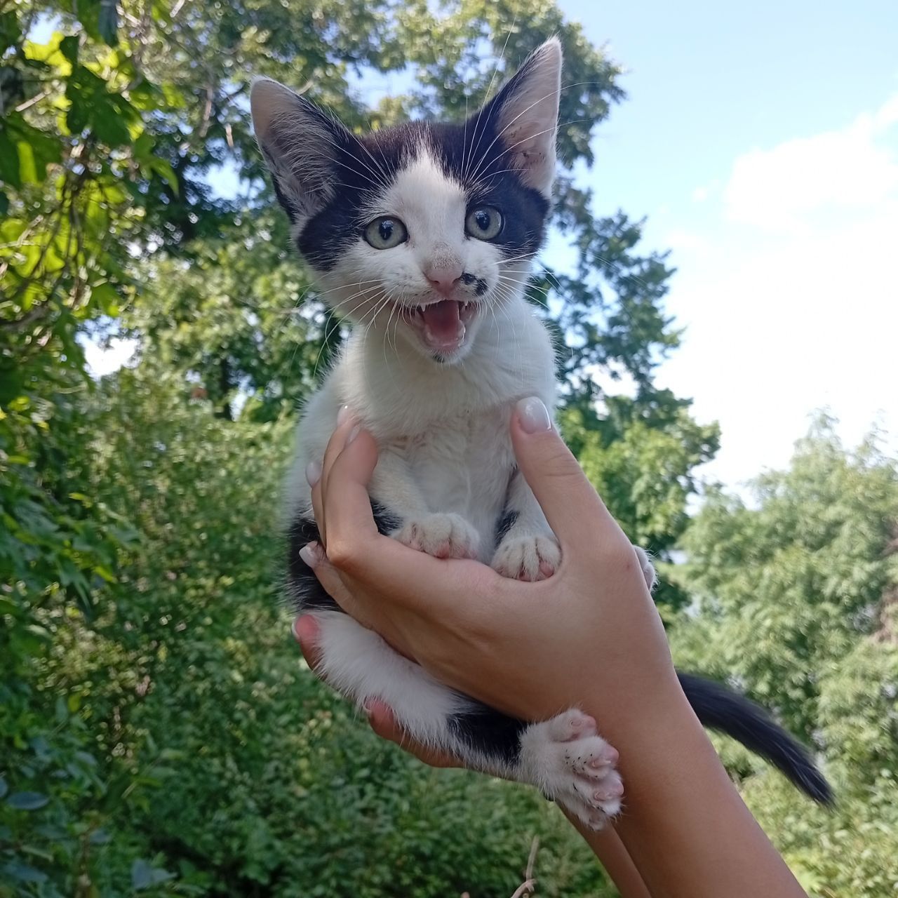 Віддам котиків в добрі руки!