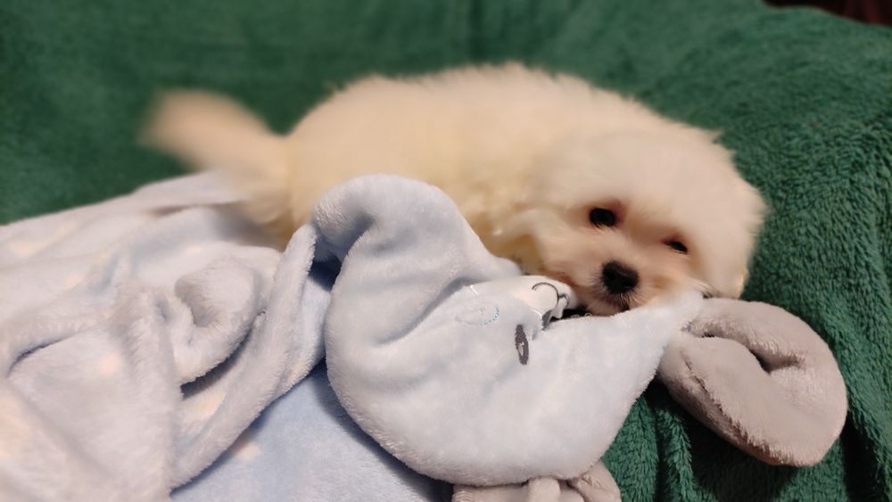 Maltipoo suczka Warszawa pudel maltańczyk