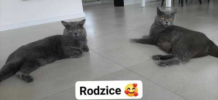 Ostatnia Kotka Brytyjska Niebieska Krótkowłosa