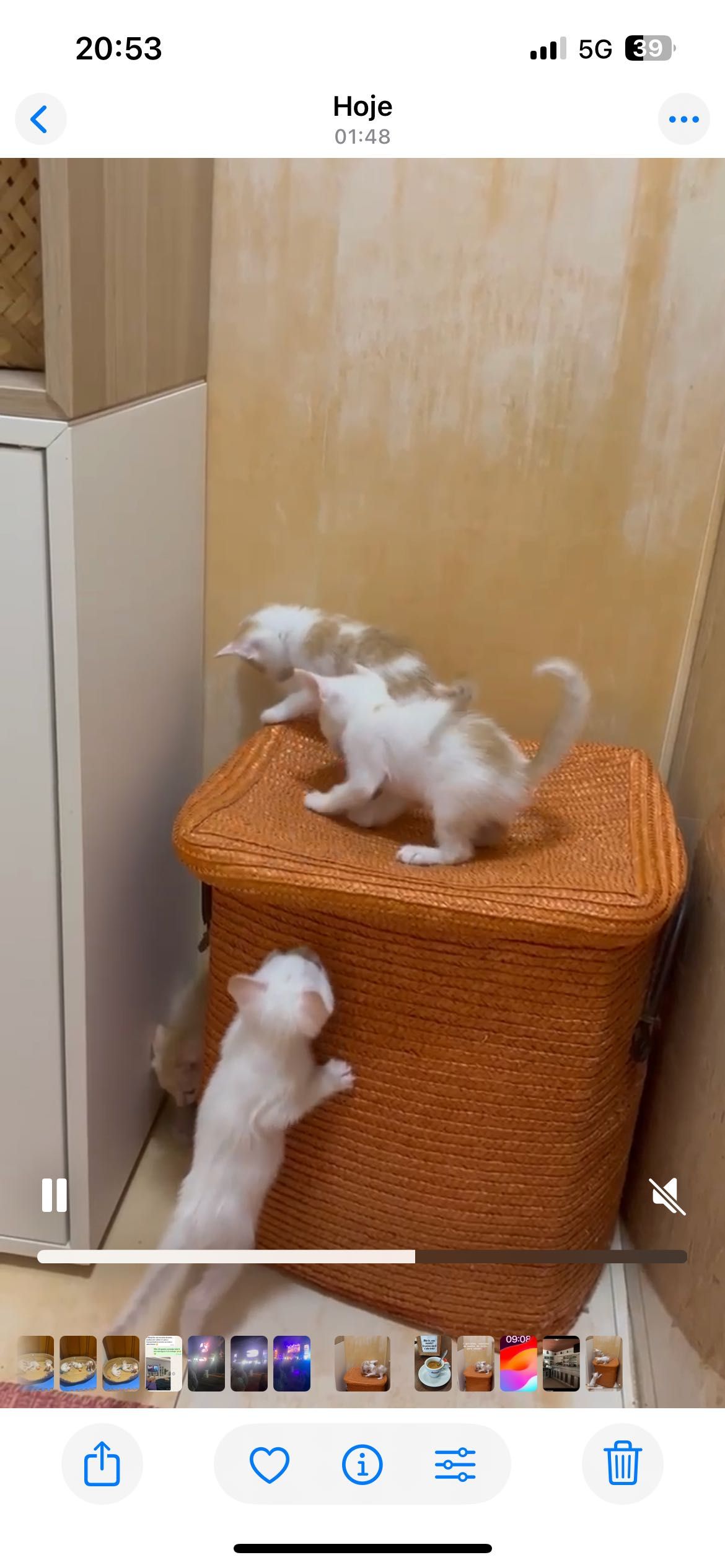 Gatinhas para adoção