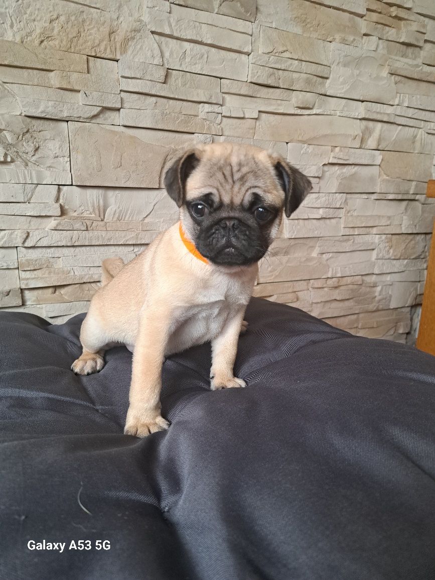 Mops piękny piesek