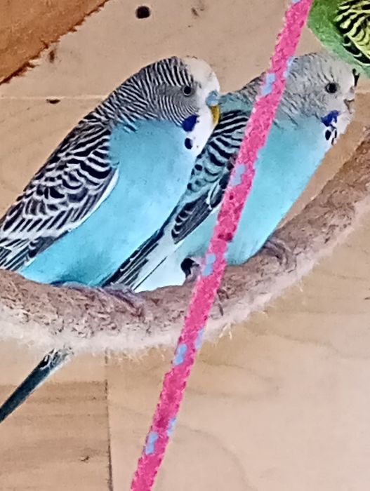 Papużki faliste ...
