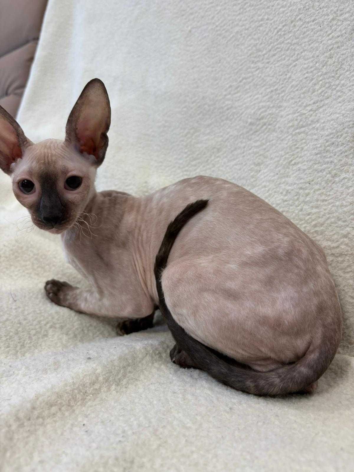 CORNISH REX - Dostępna kotka o imieniu VANESSA Hodowla: MatiMalwa*PL