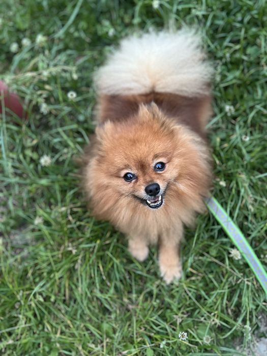 Померанський шпіц вʼязка