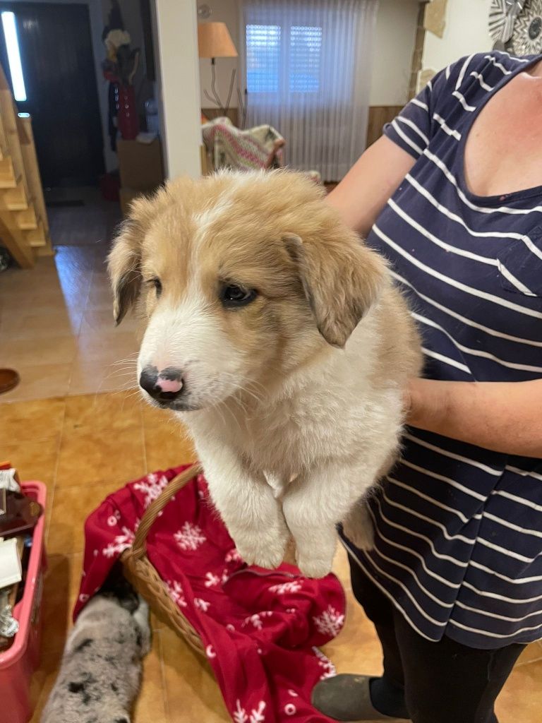 Collie cachorro macho