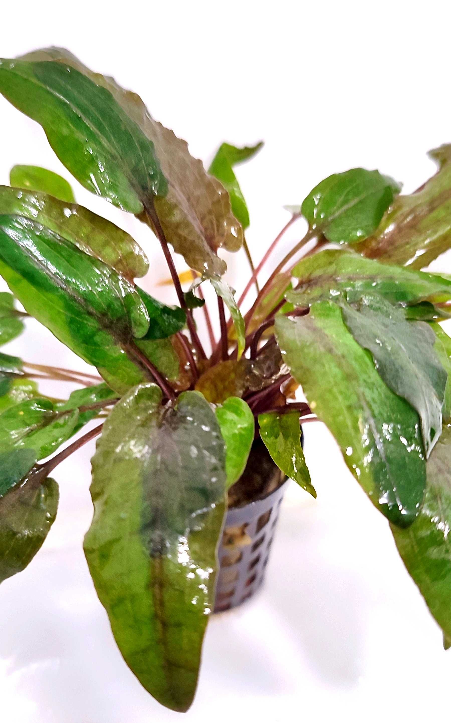 Cryptocoryne Wendtii Tropica Koszyk Rośliny Akwarium