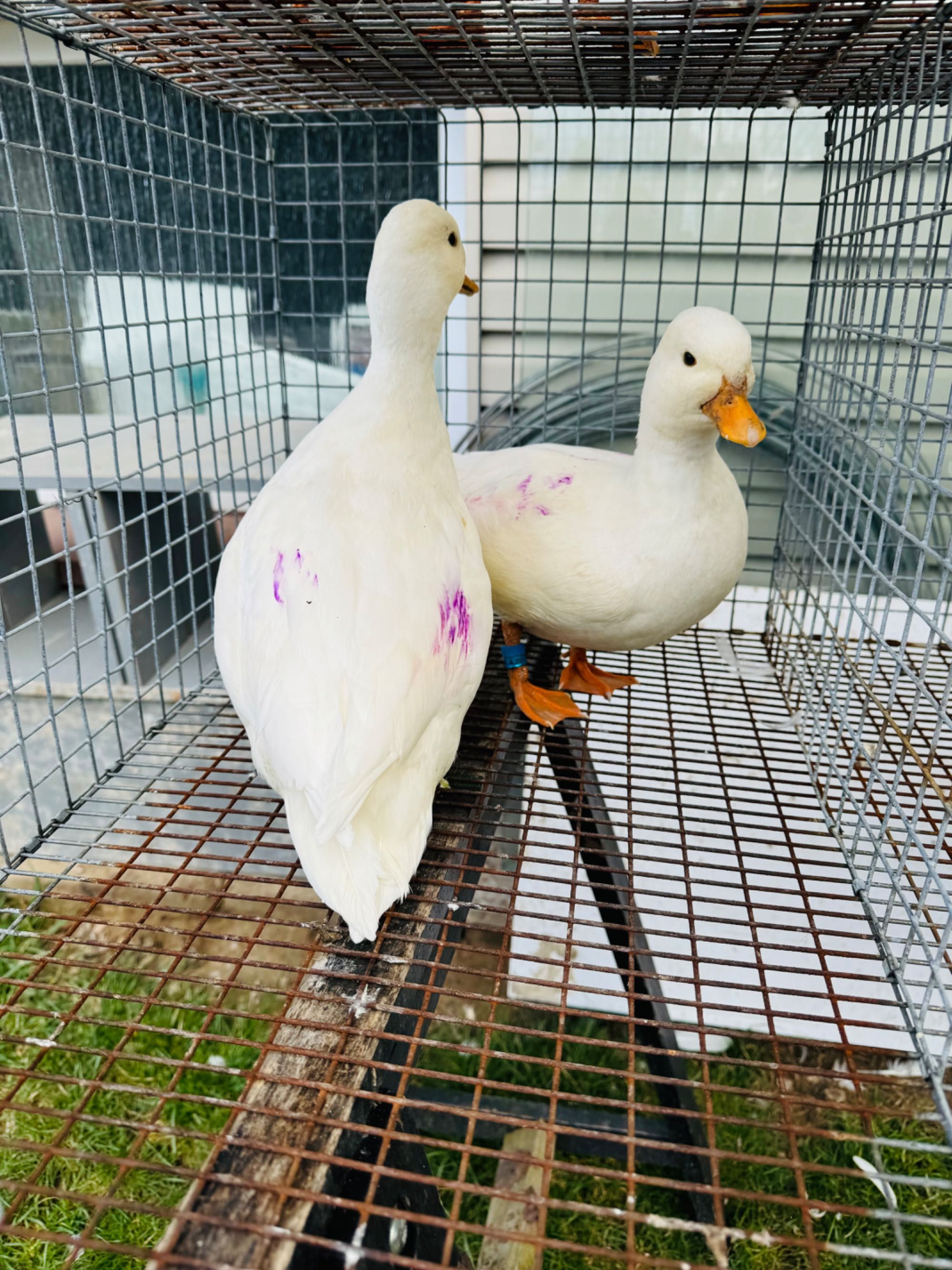Call duck śnieżno białe para