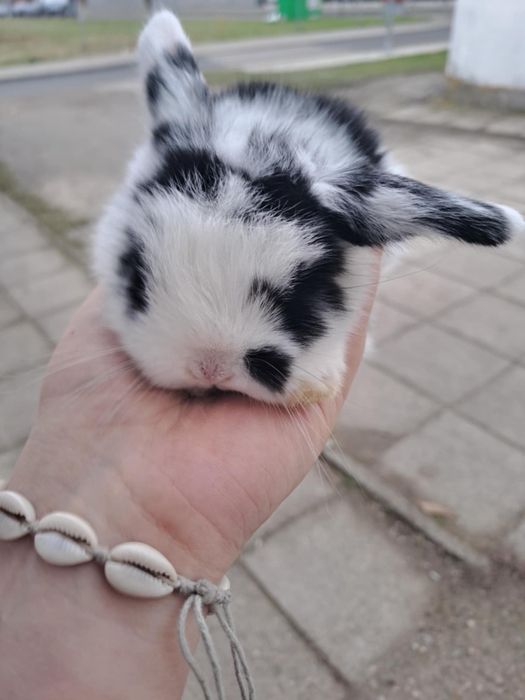 Królik mini lop, minaturka