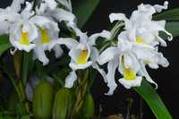 Orquídea Anjo/ orquídea noiva