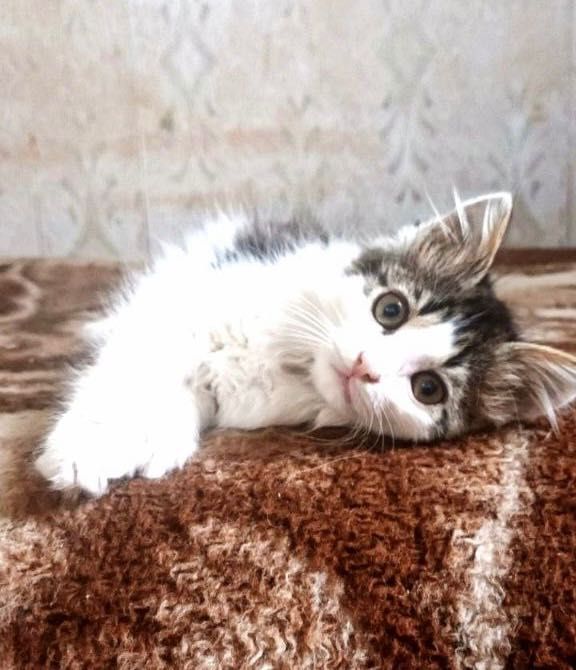 Котята котики отдам котенок пушистый