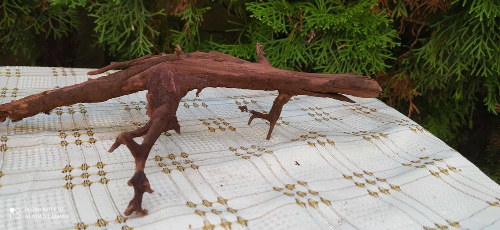 Korzeń mangrowca-30cm