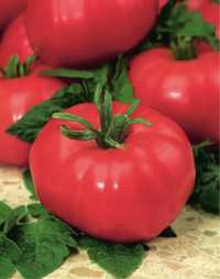 Pomidor malinowy ostatnie sztuki