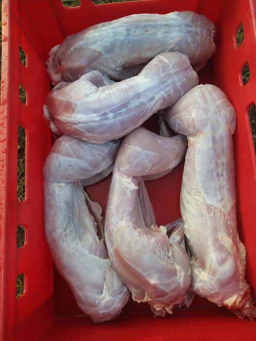 Młode króliki mieszance . tuszki kròlik