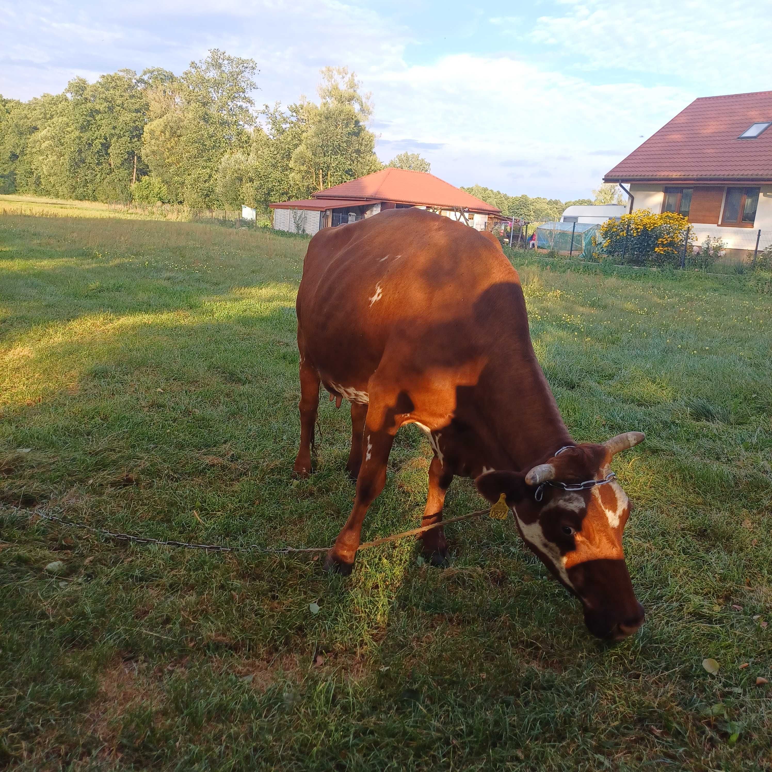 Sprzedam krowe..