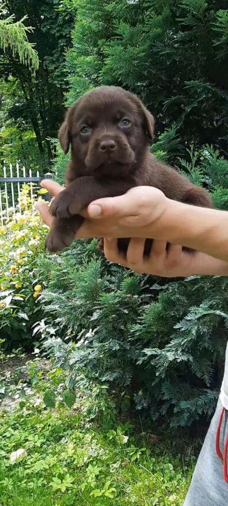 Labrador czekoladowe szczenię