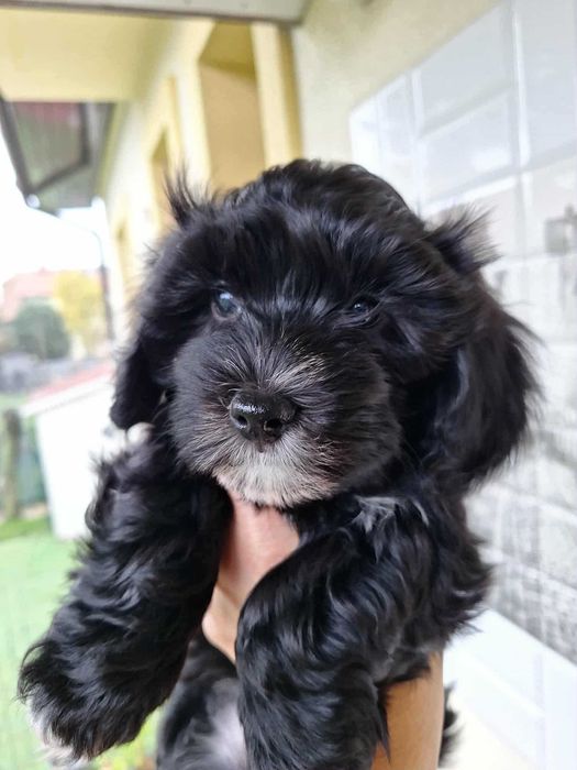 Śliczna sunia- szczeniaczek rasy Hawańczyk ZKwP