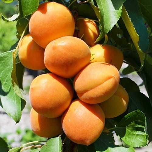 Саджанці колоновидного абрикоса (Роздріб, Опт)/ Колоновидный абрикос