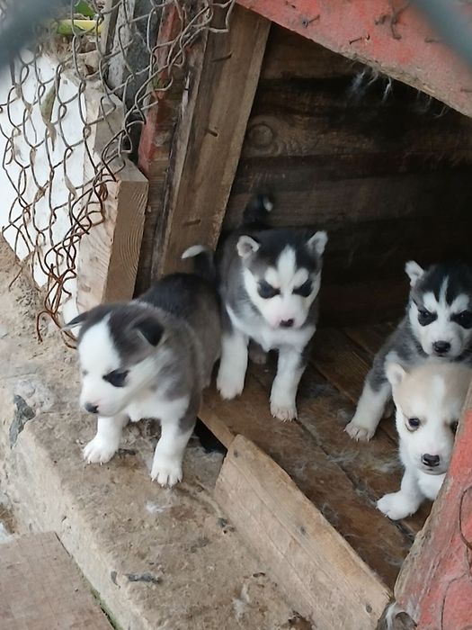 Хаски, хасята, щенята!!!